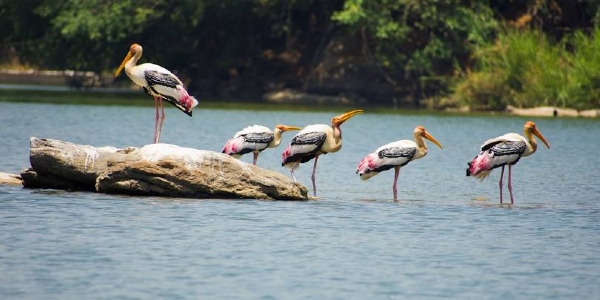 Planning Your Visit to Ranganathittu: Everything You Need to Know