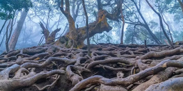 Whispers from the Depths: Exploring Devil's Kitchen
