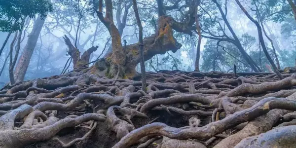 Whispers from the Depths: Exploring Devil's Kitchen