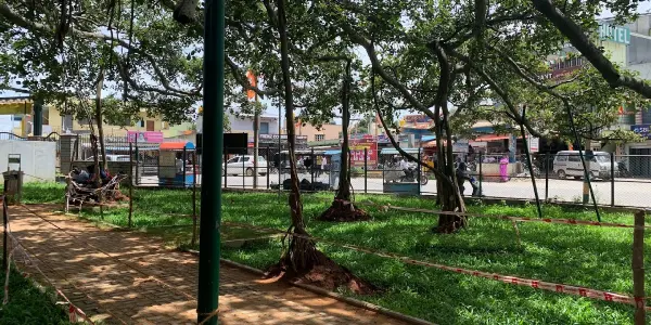 An Oasis of Green: Escaping to the Big Banyan Tree