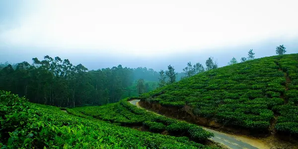Discover Kodaikanal's 7 Gems with escape2explore