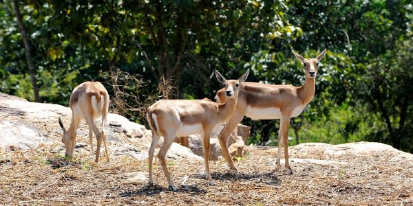 Beyond the Zoo: Discovering the Wild Side of Bannerghatta