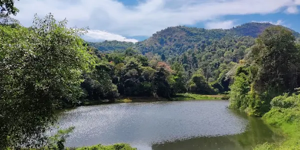 Whispers of the Wild: Exploring Brahmagiri's Biodiversity