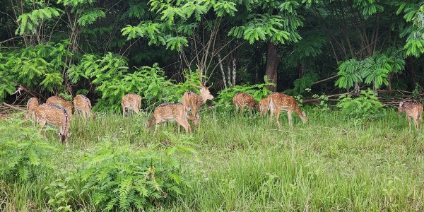 Discovering the Secrets of Wayanad's Wildlife
