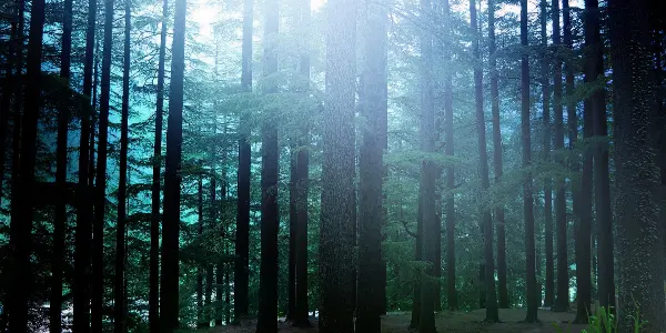 The Ancient Guardians: Stories from the Pine Forest