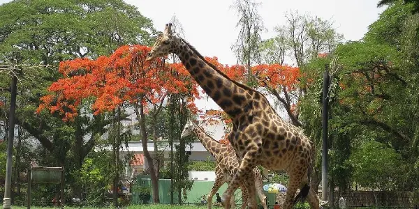 A Wild Day Out: Exploring the Wonders of Mysore Zoo