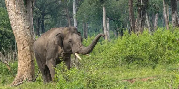 Whispers of the Wild: Connecting with Elephants at Dubare