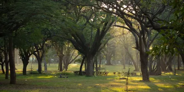 Oasis in the City: Exploring the Green Heart of Cubbon Park