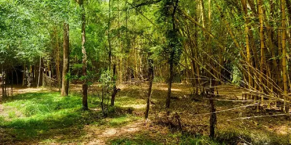 Planning Your Perfect Trip to Nisargadhama