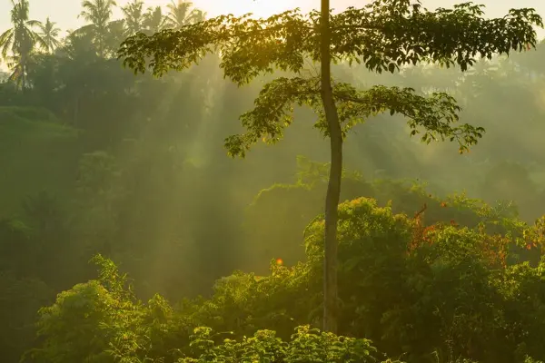 Turahalli Forest Trek With Rappelling