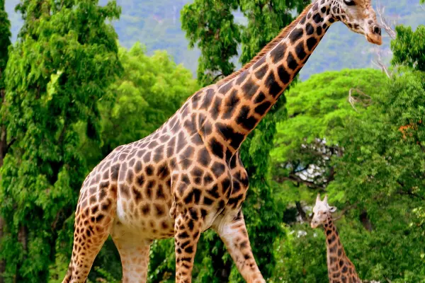 Mysore One Day Trip From Bangalore