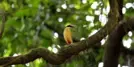 Karnala Bird Sanctuary