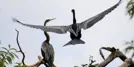 Soor Sarovar Bird Sanctuary (Keetham Lake): Complete Visitor Guide