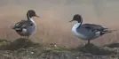 Unfolding Bharatpur Bird Sanctuary – Nature’s Paradise