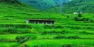 Ranikhet Travel Guide: Queen's Meadow of Kumaon