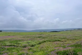 Kaas Plateau: Valley Of Flowers image 3