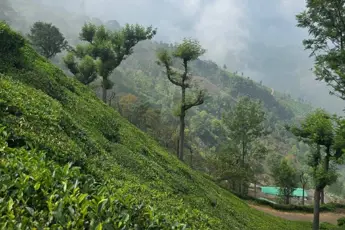 Ooty Tour Package image 2