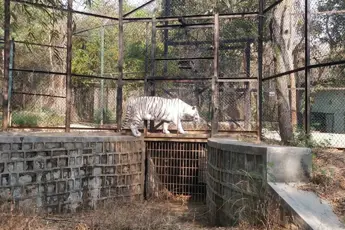 Art of Living and Bannerghatta Safari Day Trip image 4