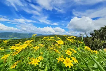 Kaas Plateau: Valley Of Flowers image 4