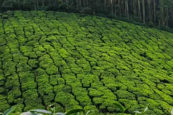 Munnar Tour Package From Bangalore image 3