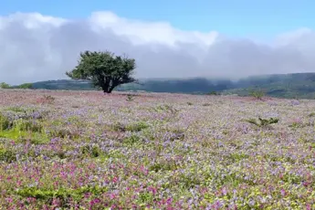 Kaas Plateau: Valley Of Flowers image 2