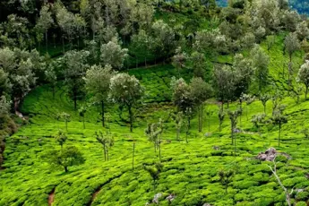 Ooty Tour Package image 5