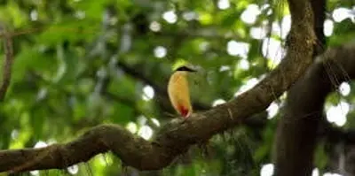 Karnala Bird Sanctuary