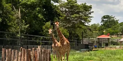 Mysore Zoo: One of India's Best Wildlife Attractions