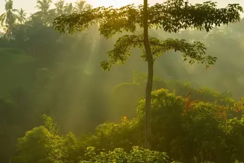 Turahalli Forest Trek With Rappellingimage 1