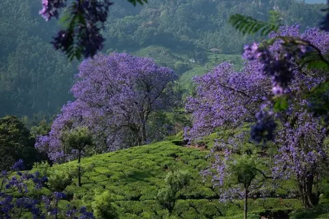 Coorg Tour Packageimage 1 Coorg Tour Packageimage 1