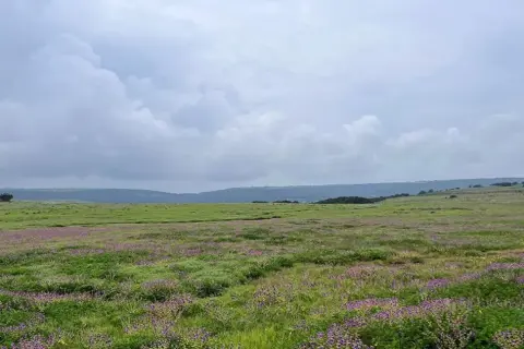 Kaas Plateau: Valley Of Flowersimage 1