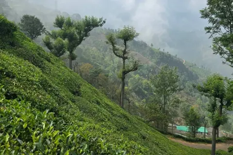 Ooty Tour Packageimage 1