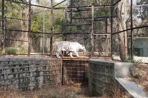 Art of Living and Bannerghatta Safari Day Tripimage 1