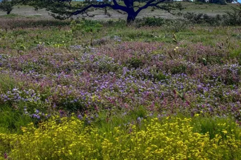 Kaas Plateau: Valley Of Flowersimage 1