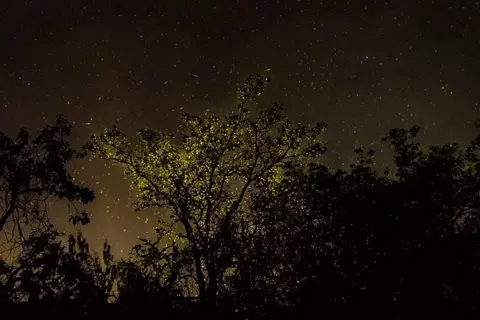 Kalsubai Fireflies Trekimage 1 Kalsubai Fireflies Trekimage 1