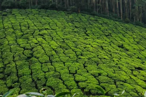 Munnar Tour Package From Bangaloreimage 1