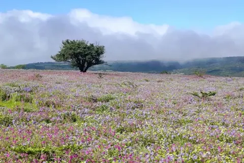 Kaas Plateau: Valley Of Flowersimage 1