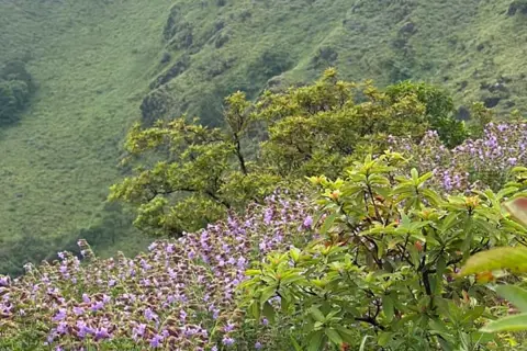 Nelji Hill Trek image 3