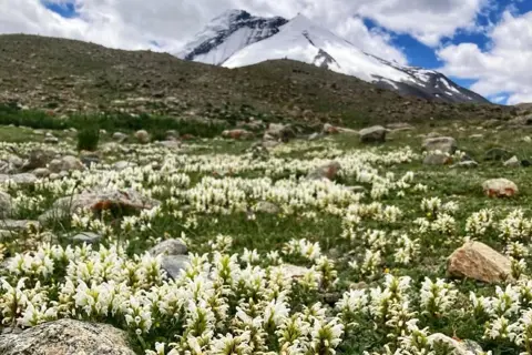 Markha Valley Trekimage 1 Markha Valley Trekimage 1