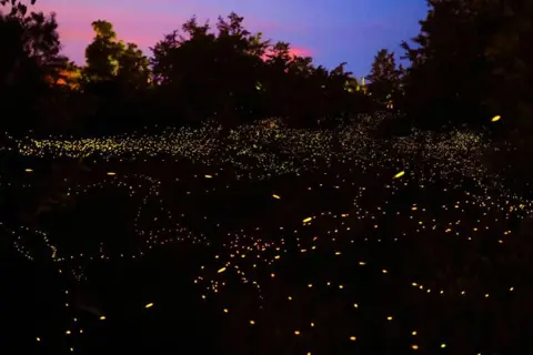 Kalsubai Fireflies Trekimage 1 Kalsubai Fireflies Trekimage 1