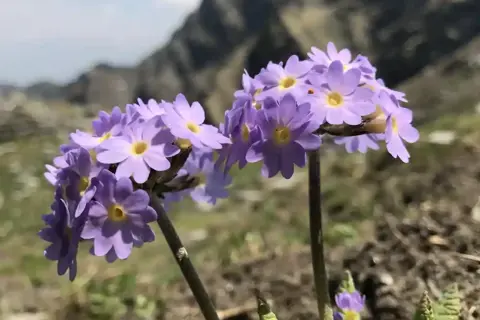 Chandrakhani Pass Trekimage 1